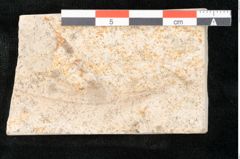 Foto (Detailansicht) von Olea noti Unger (NHMW-GEO-2024-0188-8147)